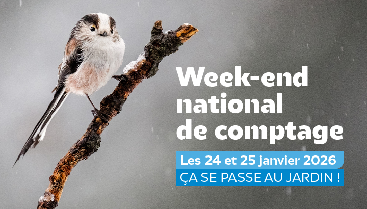 En janvier 2026, on compte les oiseaux de nos parcs et jardins !